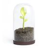 Контейнер для сыпучих продуктов Sprout Jar, QUALY