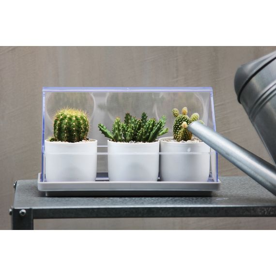 Лоток для выращивания растений Micro Green House, прозрачный, QUALY, изображение 3