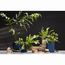 Диффузор ароматический Italian Cypress из коллекции Edge, 200 мл, бежевый, Tkano, изображение 6