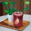 Набор для коктейля Tropical Party, QUALY, изображение 4